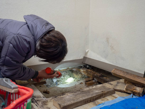 Best Black Mold Removal  in Leavenworth, WA