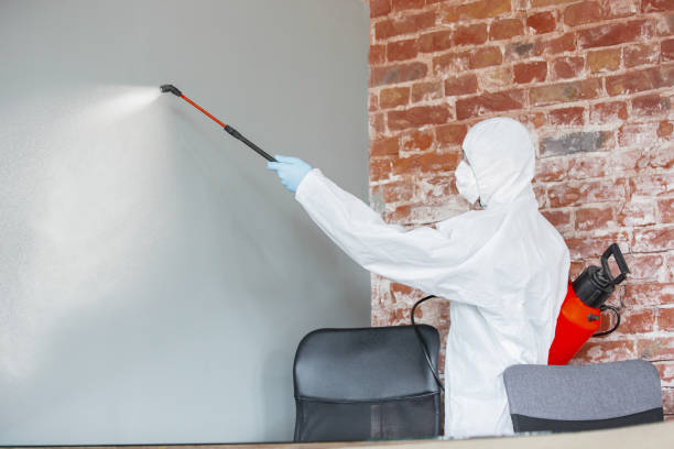 Best Attic Mold Removal  in Leavenworth, WA
